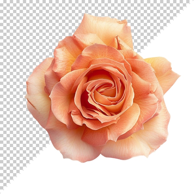 PSD fleur de rose png isolée sur un fond transparent