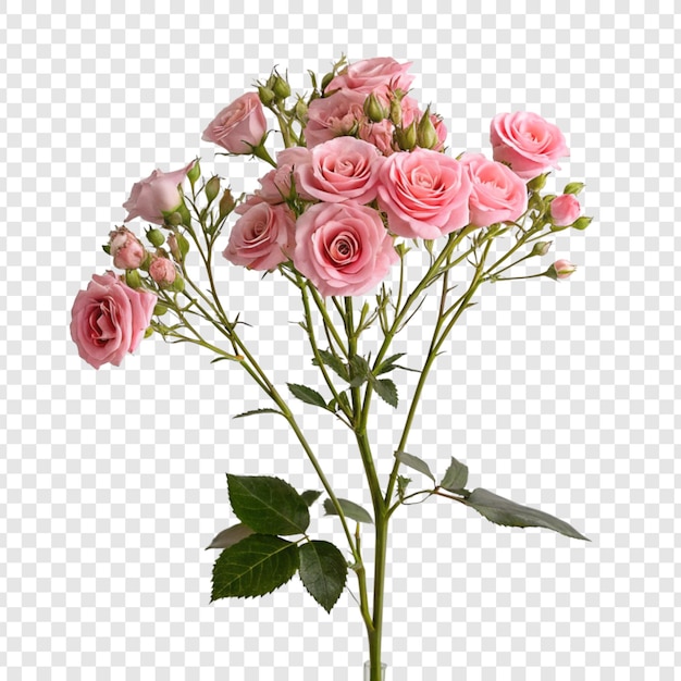 Fleur de rose png isolée sur un fond transparent