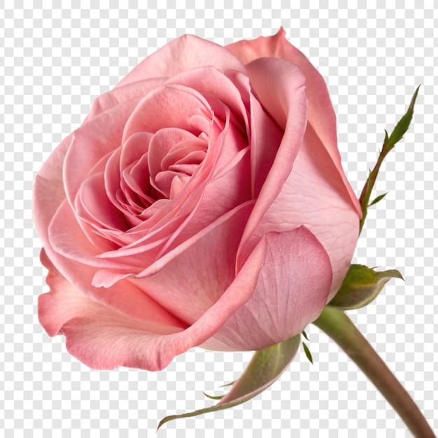 Fleur de rose png isolée sur un fond transparent