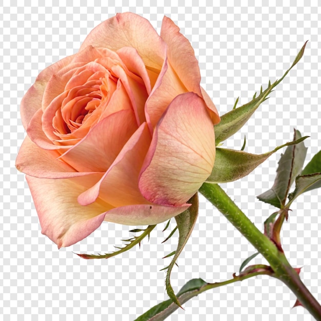 Fleur de rose png isolée sur un fond transparent