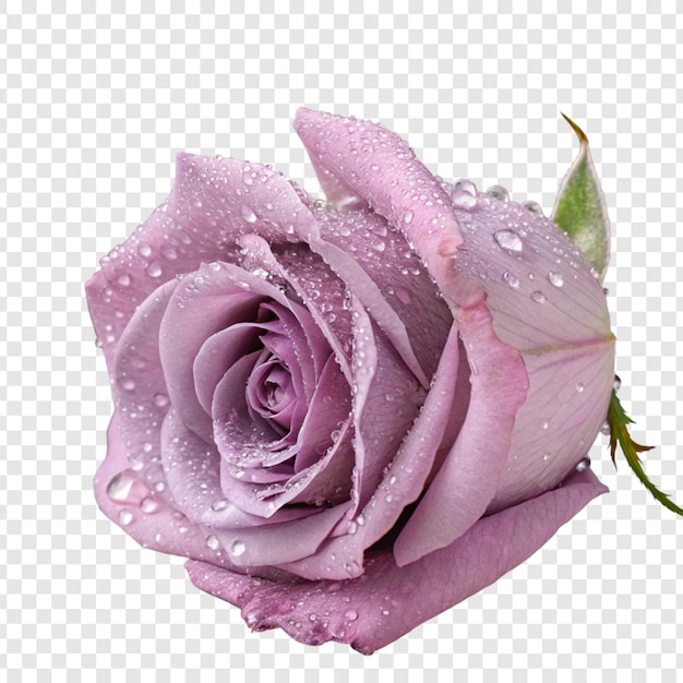 Fleur de rose png isolée sur un fond transparent