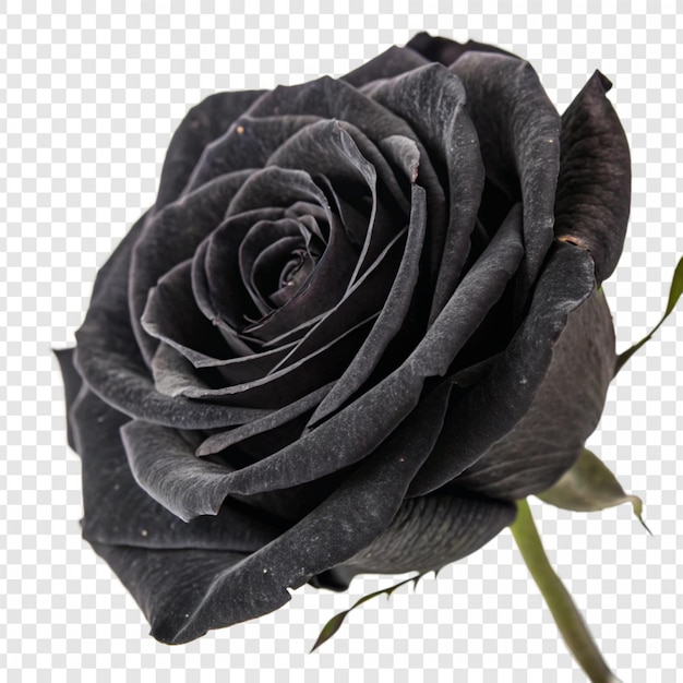 Fleur de rose png isolée sur un fond transparent