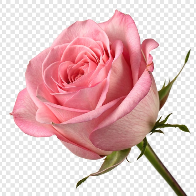 Fleur de rose png isolée sur un fond transparent