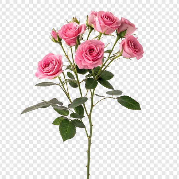 Fleur de rose png isolée sur un fond transparent