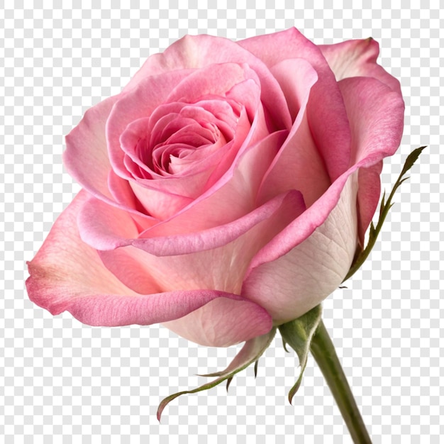 Fleur de rose png isolée sur un fond transparent