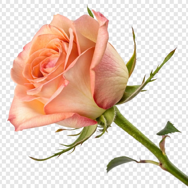 Fleur de rose png isolée sur un fond transparent