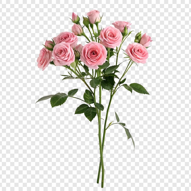 Fleur de rose png isolée sur un fond transparent