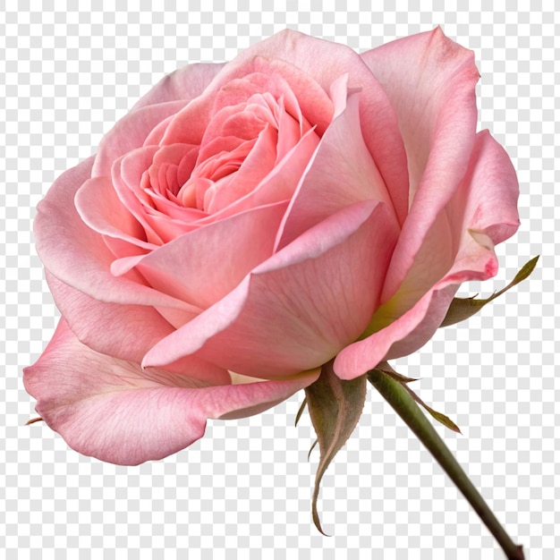 Fleur de rose png isolée sur un fond transparent
