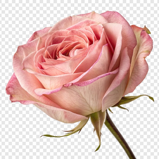 Fleur de rose png isolée sur un fond transparent