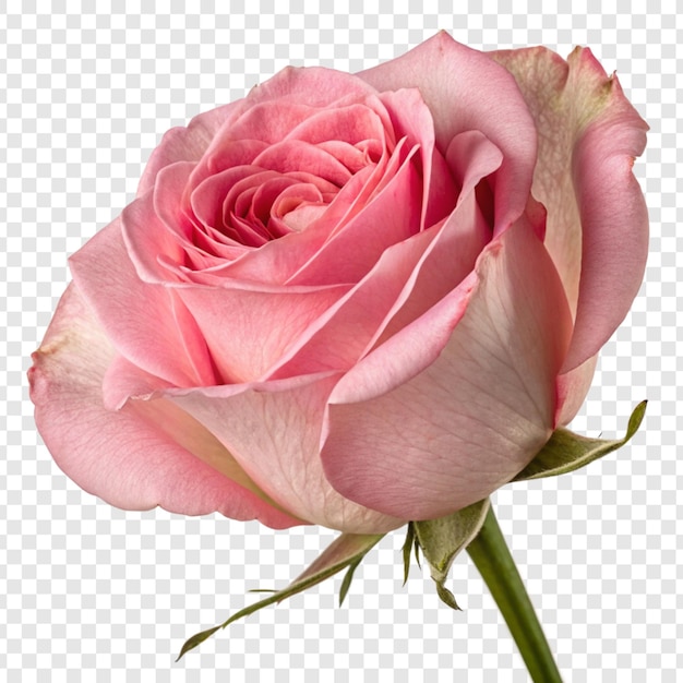 Fleur de rose png isolée sur un fond transparent