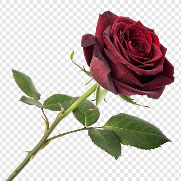 Fleur de rose png isolée sur un fond transparent