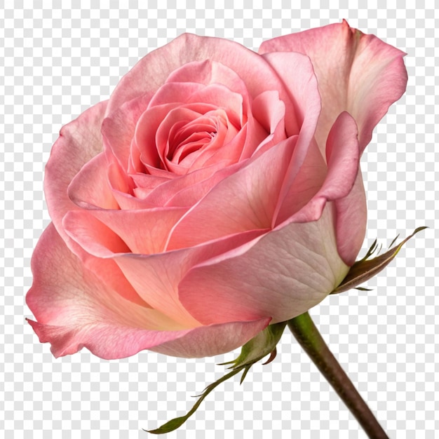 Fleur de rose png isolée sur un fond transparent