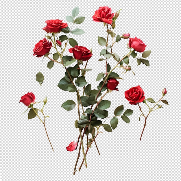 Fleur De Rose Png Isolée Sur Un Fond Transparent