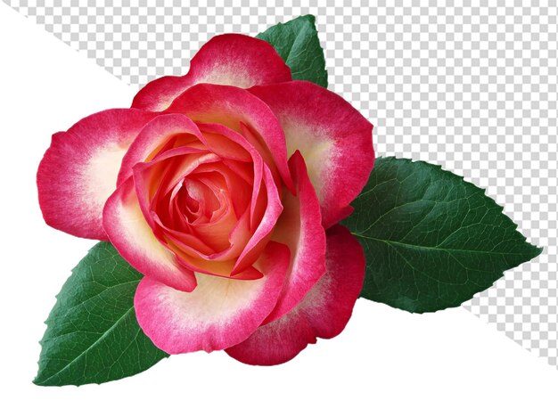 PSD fleur de rose en png