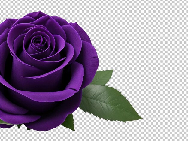 PSD fleur de rose pourpre