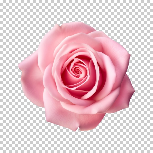 PSD fleur de rose rose isolée sur un fond transparent