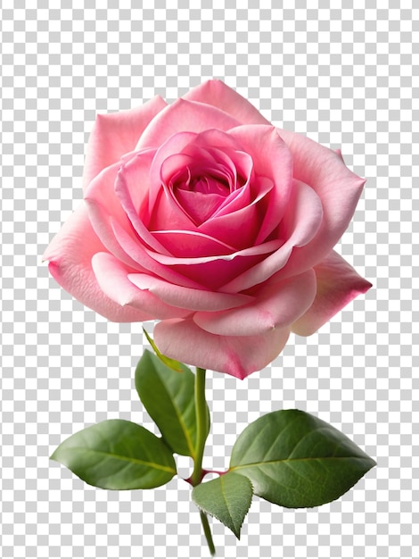 PSD fleur de rose rose isolée sur un fond transparent