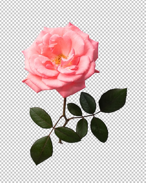 PSD fleur rose rose sur transparent