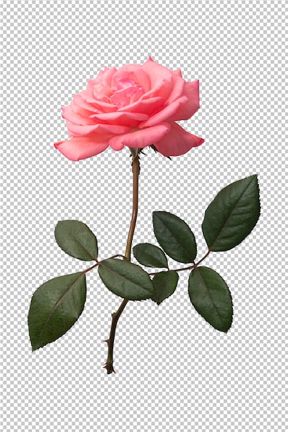 Fleur rose rose sur transparent