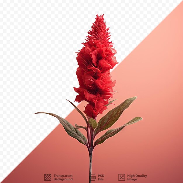 PSD une fleur rouge est devant une image d'une fleur.