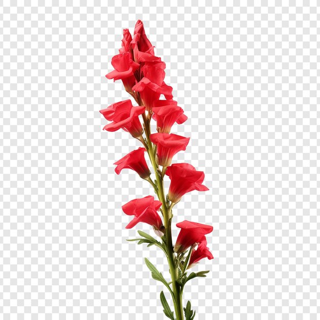 PSD une fleur de snapdragon isolée sur un fond transparent