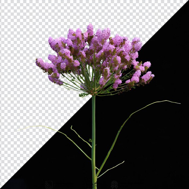 PSD fleur statice png isolée sur un fond transparent