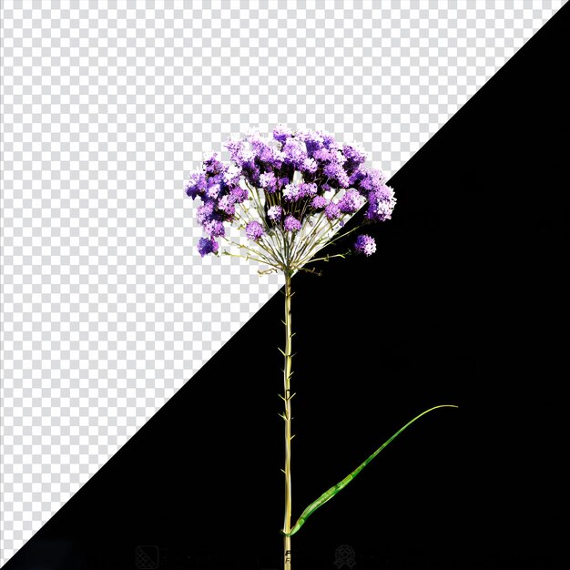 PSD fleur statice png isolée sur un fond transparent