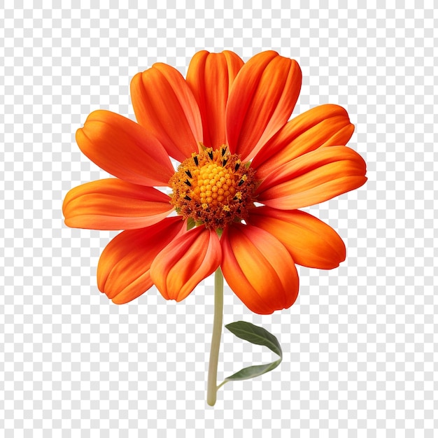 PSD fleur de tithonia isolée sur fond transparent