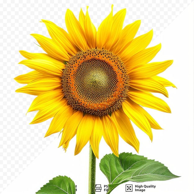 Fleur D'un Tournesol Sur Fond Blanc Isolé