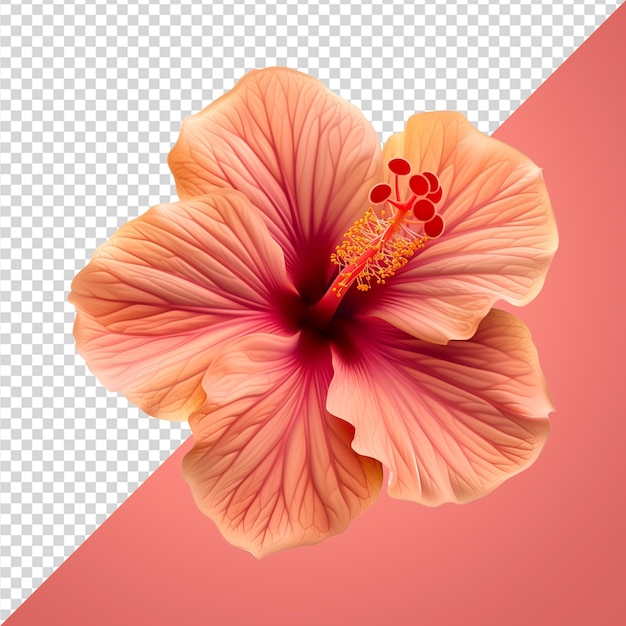 PSD fleur tropicale en png