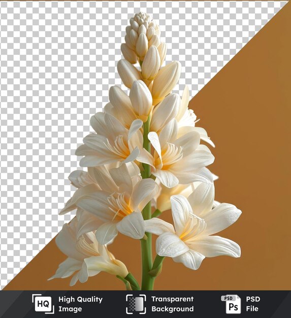 PSD fleur de tuberose psd transparente de haute qualité avec des pétales blancs et une tige verte exposée dans un vase de verre transparent