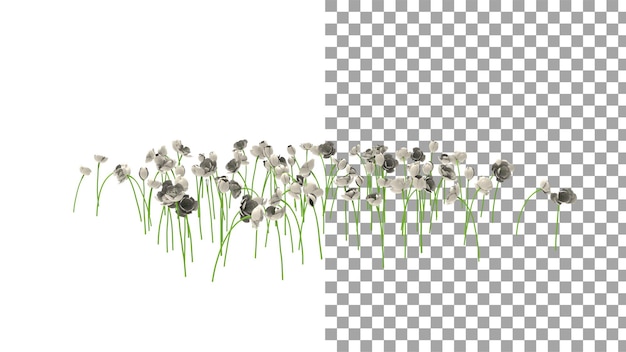 Fleur De Tulipe Blanc Cassé Sans Ombre Rendu 3d