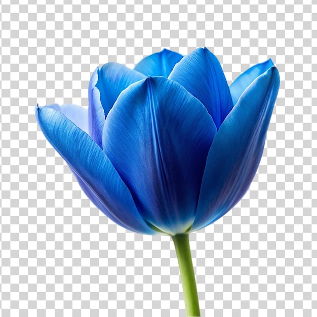 PSD une fleur de tulipe bleue isolée sur un fond transparent une belle fleur de printemps