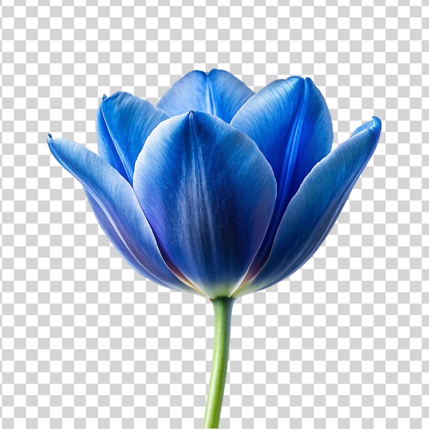 PSD une fleur de tulipe bleue isolée sur un fond transparent une belle fleur de printemps