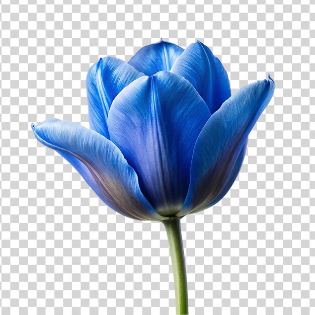 PSD une fleur de tulipe bleue isolée sur un fond transparent une belle fleur de printemps