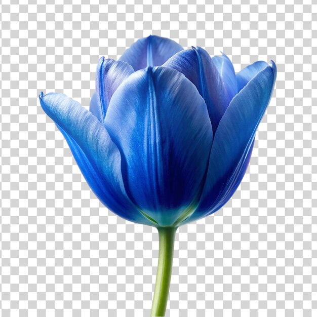 Une Fleur De Tulipe Bleue Isolée Sur Un Fond Transparent Une Belle Fleur De Printemps
