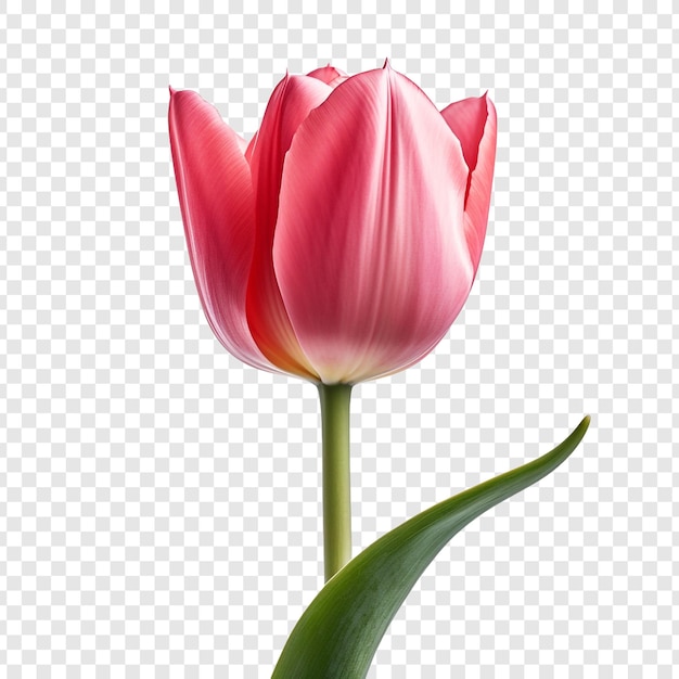 PSD une fleur de tulipe isolée sur un fond transparent