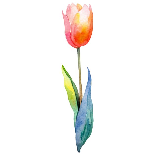 PSD fleur de tulipe peinte à l'aquarelle elément de conception dessiné à la main isolé sur un fond transparent