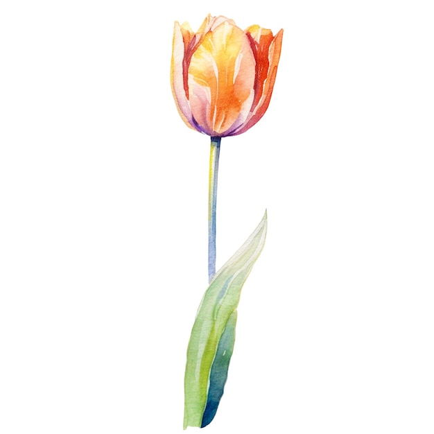 PSD fleur de tulipe peinte à l'aquarelle elément de conception dessiné à la main isolé sur un fond transparent