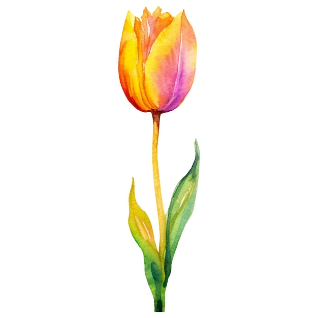 PSD fleur de tulipe peinte à l'aquarelle elément de conception dessiné à la main isolé sur un fond transparent