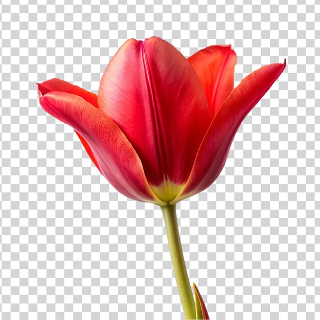 PSD une fleur de tulipe rouge isolée sur un fond transparent