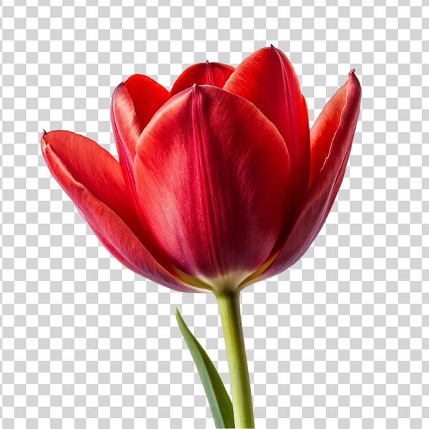 PSD une fleur de tulipe rouge isolée sur un fond transparent