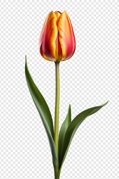 PSD une fleur de tulipes isolée sur un fond transparent