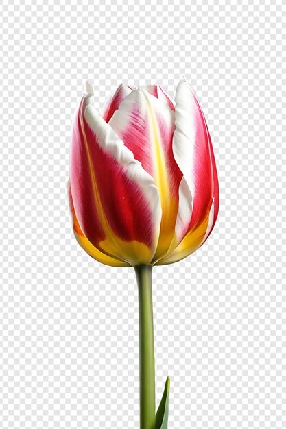 PSD une fleur de tulipes isolée sur un fond transparent