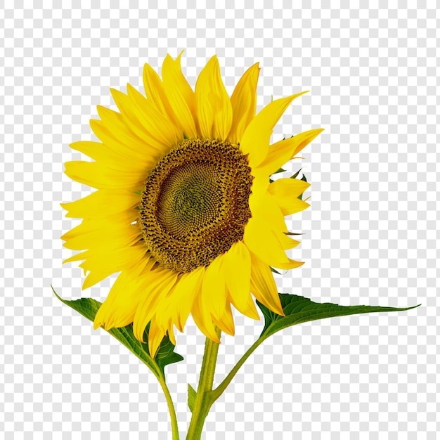 La fleur vibrante du tournesol