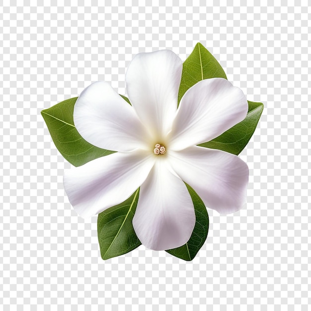 PSD fleur de vinca isolée sur un fond transparent