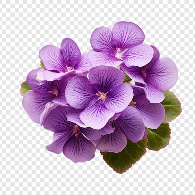 PSD fleur violette africaine isolée sur fond transparent