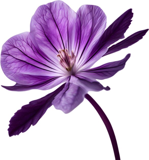 PSD fleur violette en gros plan fleur de couleur violette translucide et lumineuse