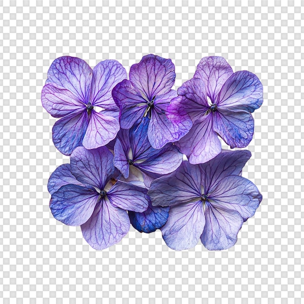 fleur violette isolée sur un fond transparent