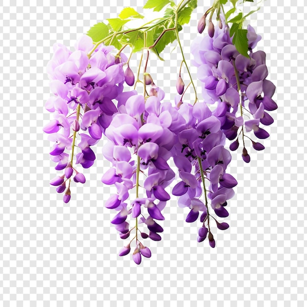 PSD fleur de wisteria isolée sur un fond transparent